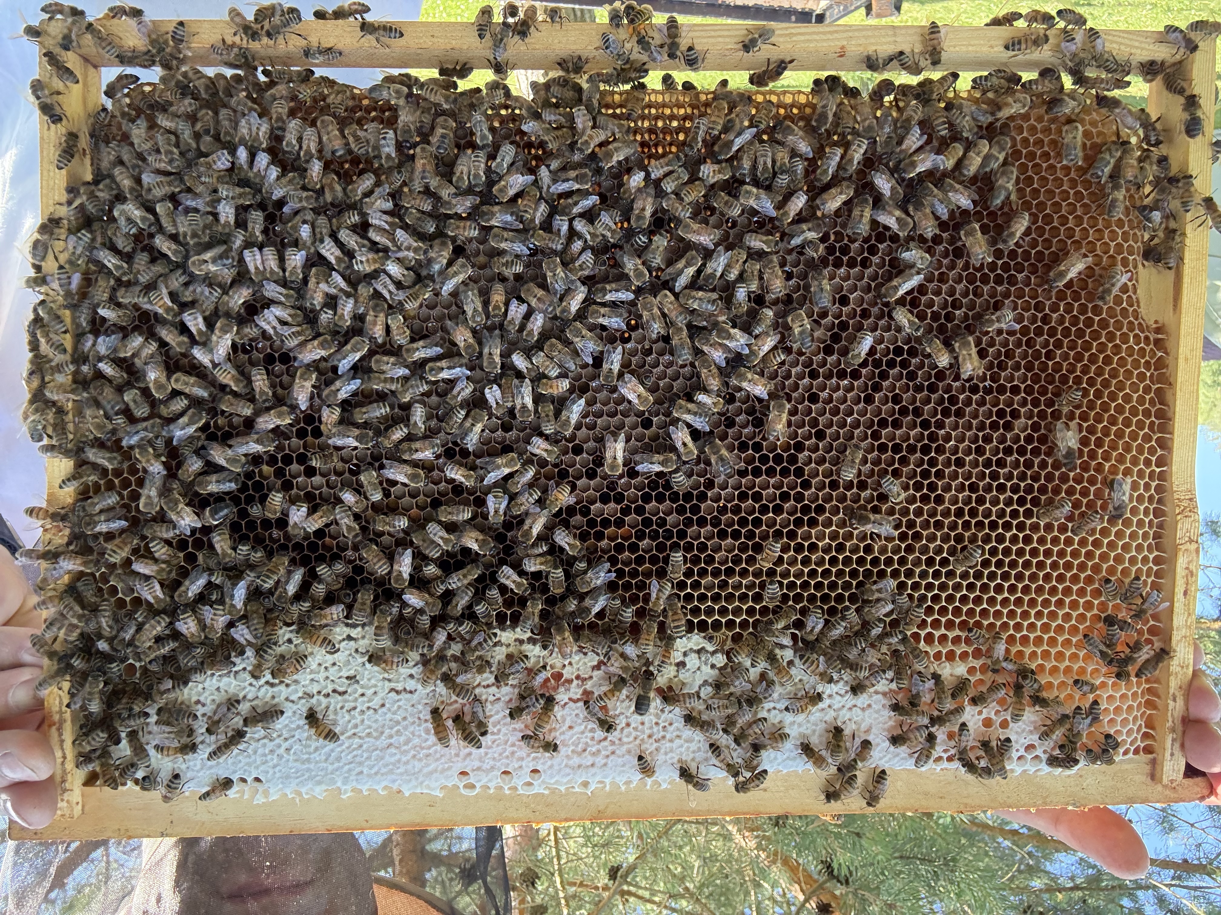 Frame 1 Side B