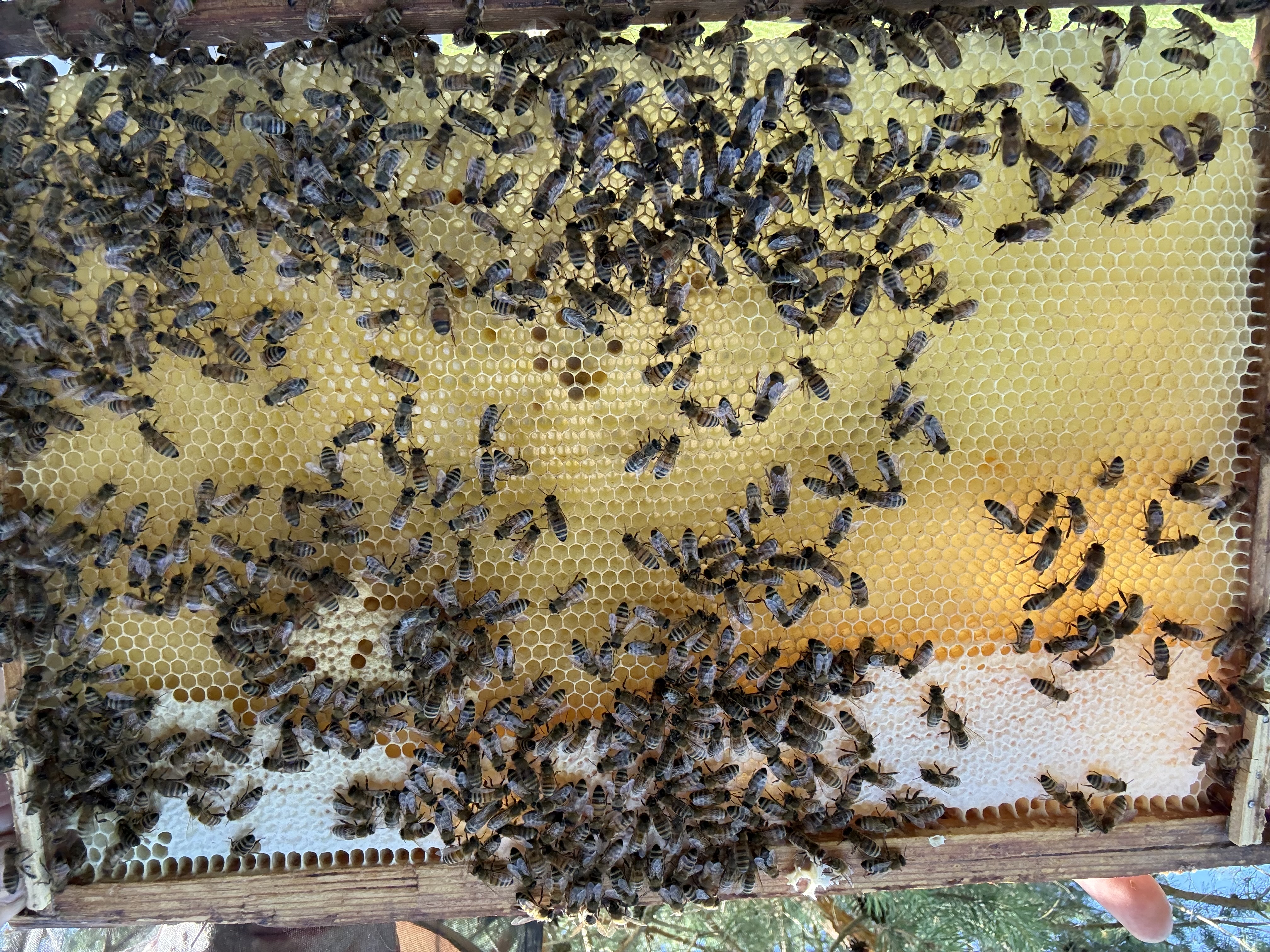 Frame 2 Side B