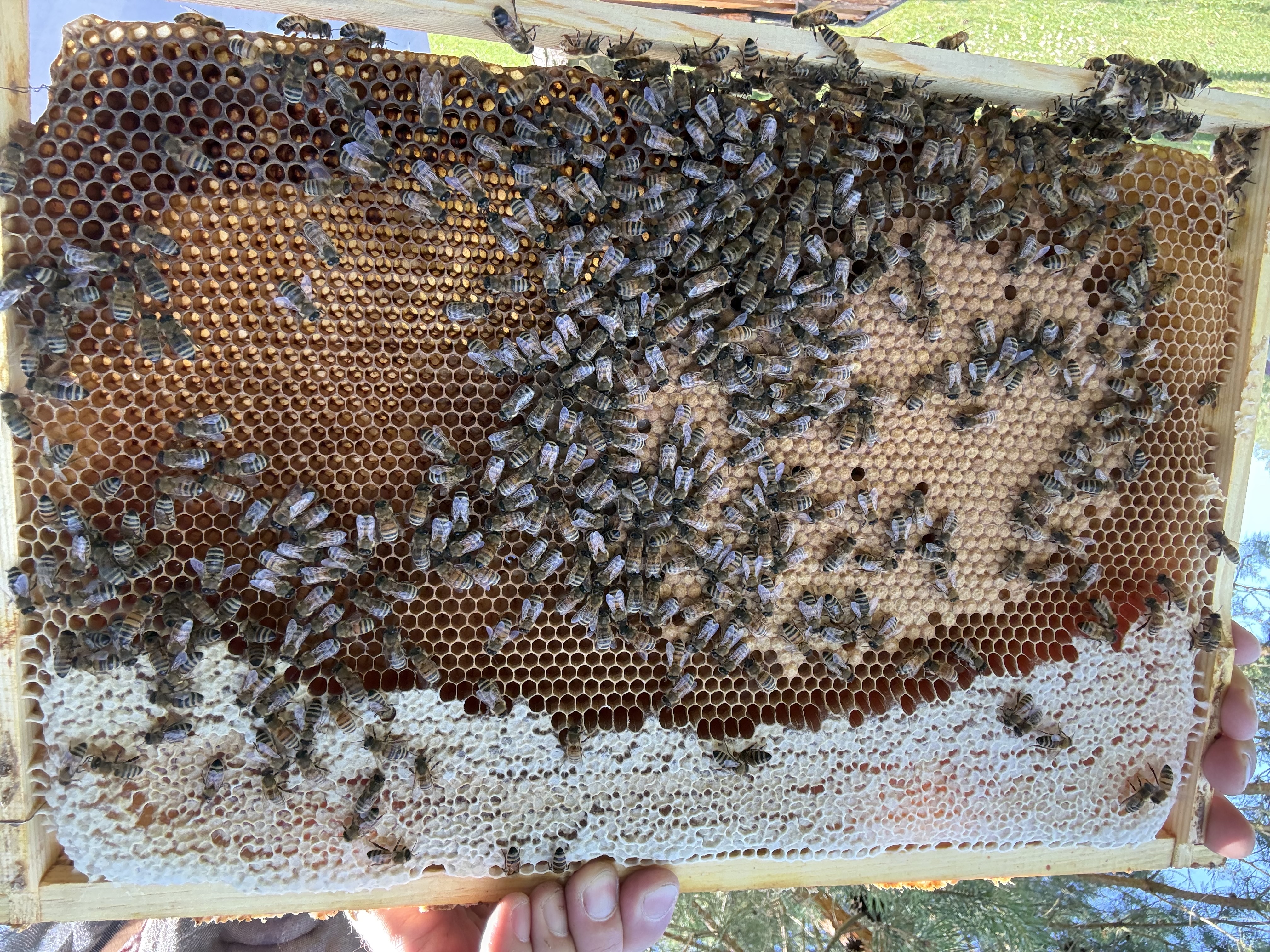 Frame 6 Side A